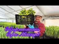 Тюльпан 2023, обзор сорта авангард.