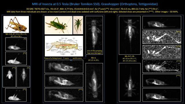 MRI of a Grasshopper (МРТ кузнечика лугового)