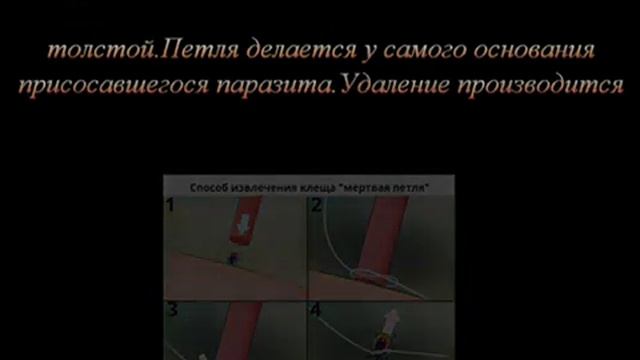Как вытащить клеща