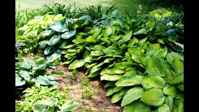 Top Foliage Plants for Home || Plants for container garden || Leafy plants