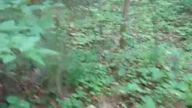 Пора сбора грибов