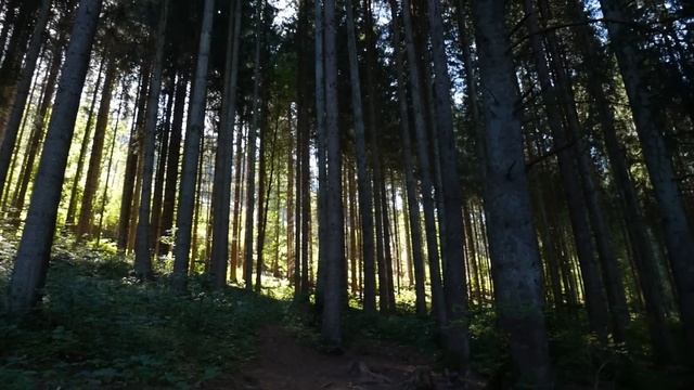 Мажор подкормил уличного пса, не зная чем он отплатит через несколько минут. Он стал его спасением
