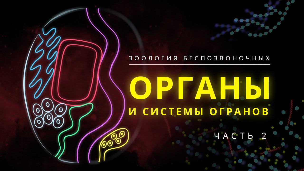 3. Органы и системы органов. Часть 2. Зоология беспозвоночных -  7 класс