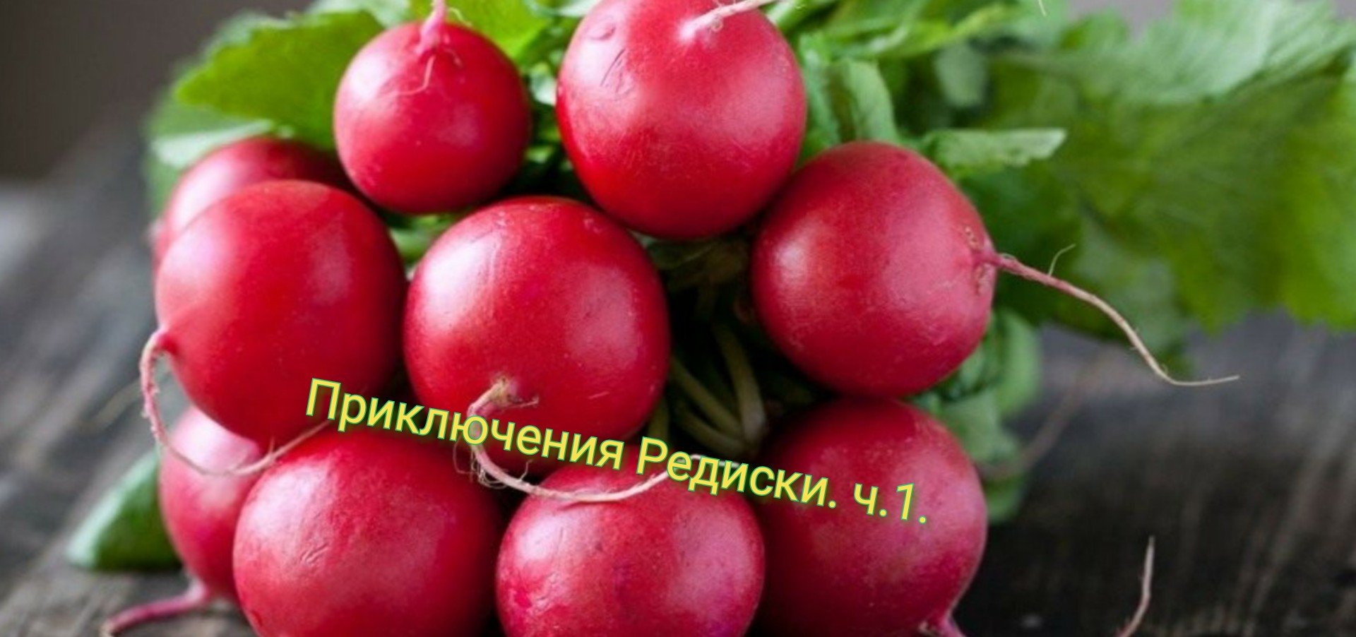 Приключения Редиски. ч.1.  Как посеять раннюю редиску.