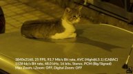 Panasonic LUMIX DMC-FZ2000: Low Light Night Video Test 4K Zoom - Cat