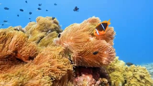 Aquarium 4K VIDEO ULTRA HD ? The Best 4K Sea Animals For Relaxation & Relaxing Music #2