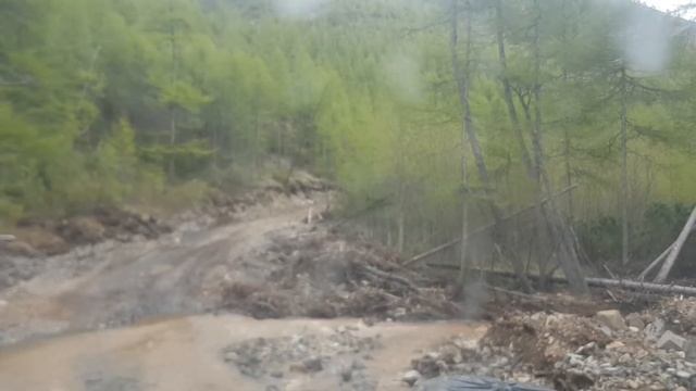 Медведица защищает 3х медвежат