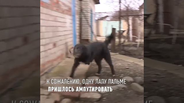 Конституция  зоозащита