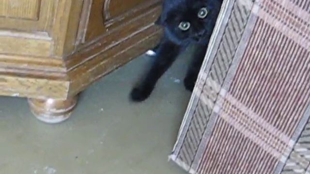 Говорящая кошка!