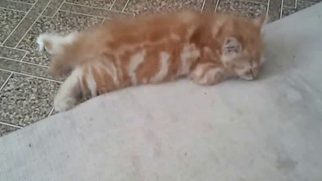 Как вывести котенка из депрессии