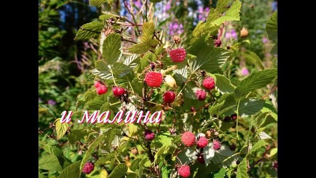 Малыш учит времена года. Лето