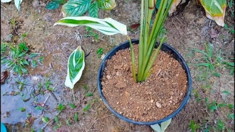 How to plant Alpinia zerumbet plant....beautiful looks ofAlpinia zerumbet