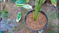 How to plant Alpinia zerumbet plant....beautiful looks ofAlpinia zerumbet