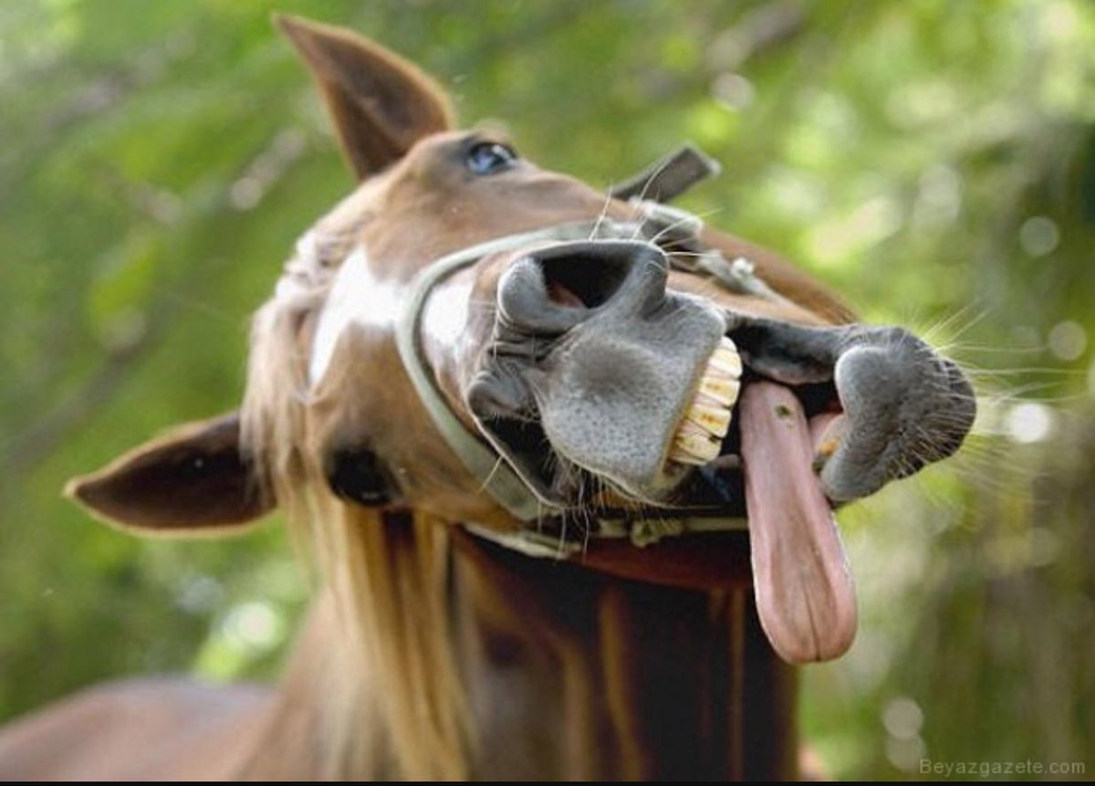 Приколы про лошадей Funny Horses Jokes веселые лошадки Смешные животные