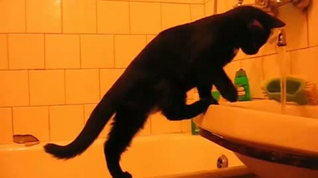 Водяной гаденыш