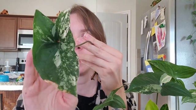 Propagation Bouquet of Rare / Uncommon House Plants!