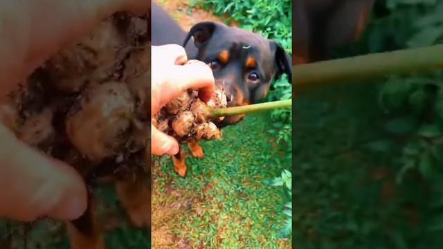 #plants #grow #ginger #harvest #nature #fyp #subscribe #foryou #viral #blooming