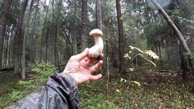 ГРИБНИК НЕ ОЖИДАЛ УВИДЕТЬ СТОЛЬКО ГРИБОВ В ОКТЯБРЕ! ЛЕС ПРОДОЛЖАЕТ ЖИТЬ | БЛАГОРОДНЫЕ ГРИБЫ 2023