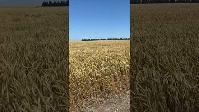 Дмитрий TV. Поле пшеницы и ветер.