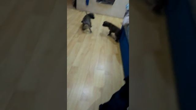 Щенки немецкого боксера