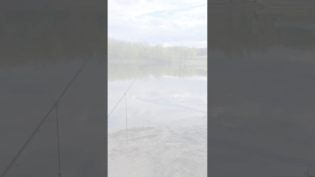 fishing #shorts