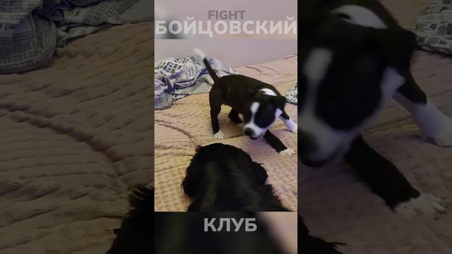 staffy vs spaniel | Щенок стаффи играет со спаниелем!🎲 #puppy #играет #funny #shorts #dog #щенок