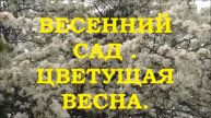 ВЕСЕННИЙ САД . ЦВЕТУЩАЯ ВЕСНА. КРАСАВИЦА ВЕСНА.