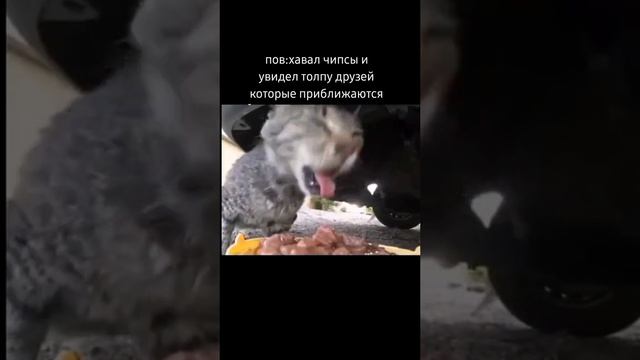 мемчик