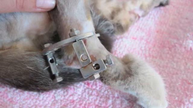 При суставной перелом костей голени у кошки