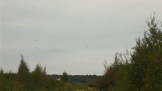 Стая ворон 1 / Crow Flock 1