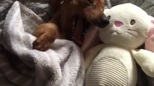Puppy  9 7