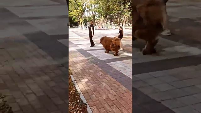Тибетский мастиф 🦁🐻 Гарри