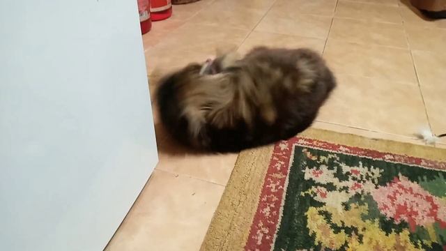 Огромный сибирский кот и мышь.