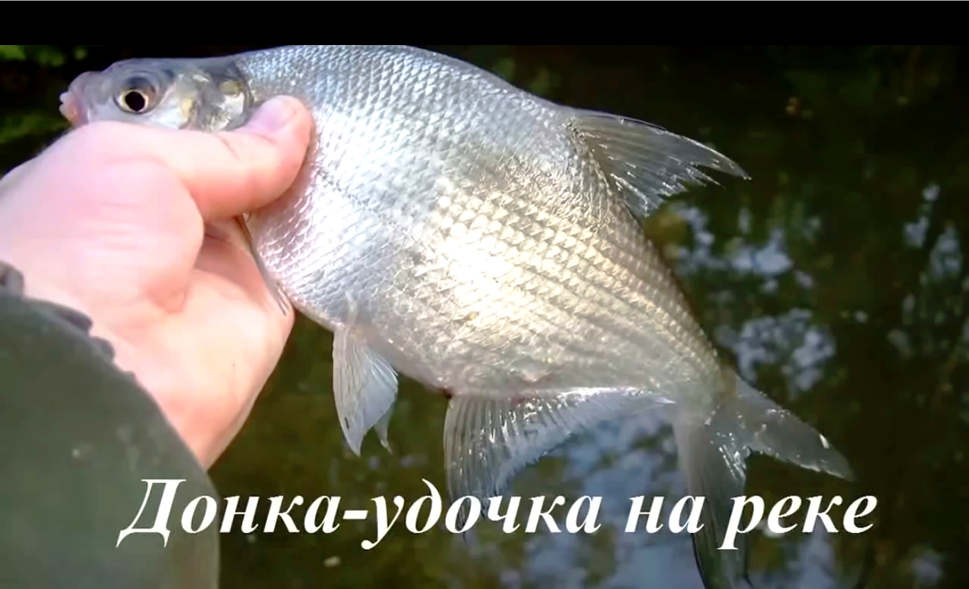Донка-удочка на реке