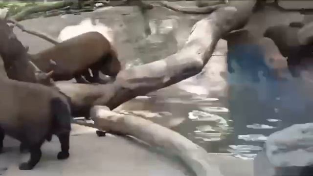🐶Кустарниковые собачки из Московского зоопарка дружно наводят порядок в своем бассейне🐶