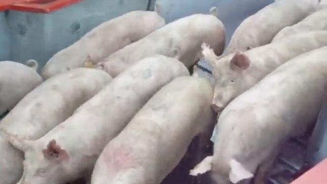 поставка свиней Ур  Свинокомплекс