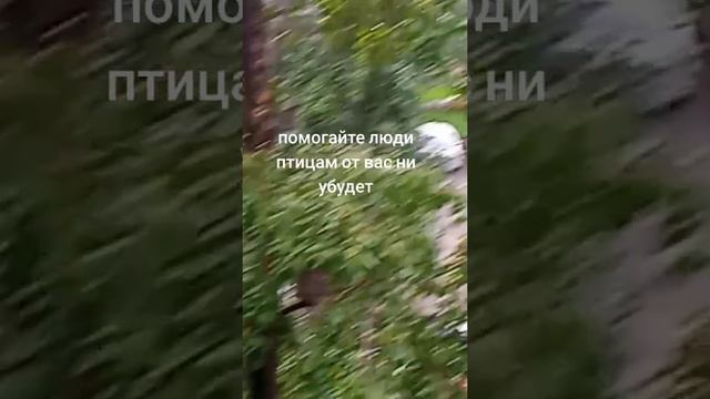 не проходите мимо птиц,угостите их и добро вернётся в трое