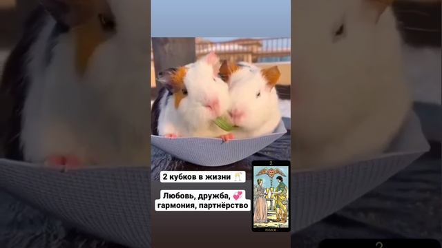 Просто о картах таро 🐹💞 #арканытаро #2кубков #простоотаро #тароюмор t.me/tarot_healing