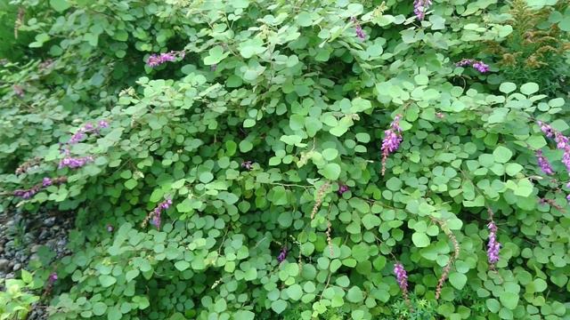 Леспедеца Тунберга (Lespedeza thunbergii), ботанический сад Орхус, Дания