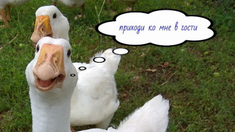 в каждом маленьком гусенке