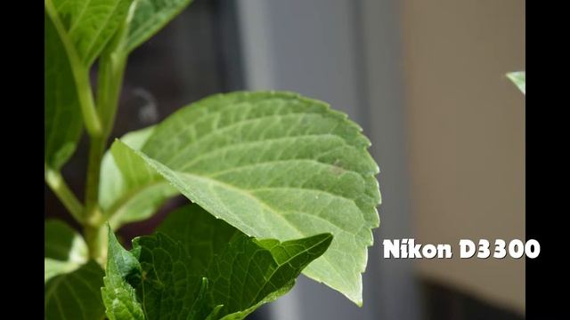Nikon D3300 Review|GD Tech