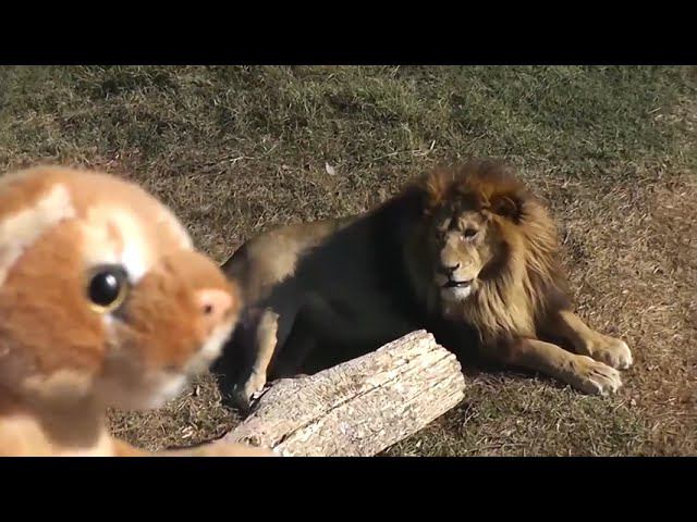 Видео для детей про животных. Поход в зоопарк