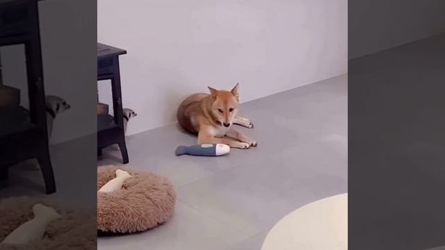 VID_20231119_194238_391.mp4