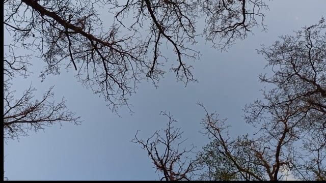 Живое пение птиц  звуки природы, шум ветра