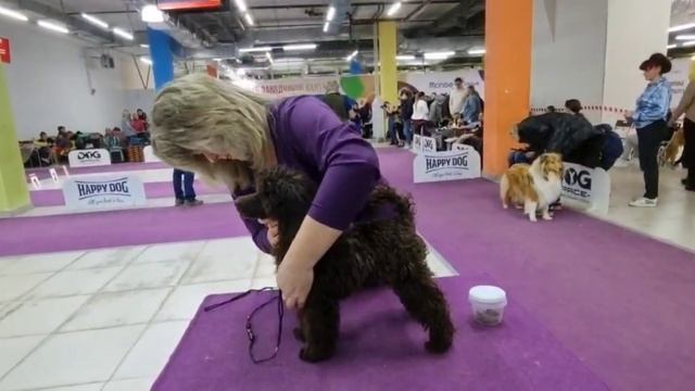 Пудели из Водевиля, тренировки продолжаются)