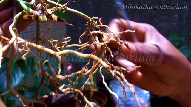 Anthurium wagawa ඇන්තුරියම් වගාව Anthurium cultivation | මිහිකත ඇන්තුරියම්