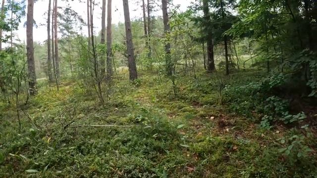 Прогулки за грибами | Собираю лисички и цыганки. Брусничник.