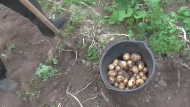 Копаем картошку