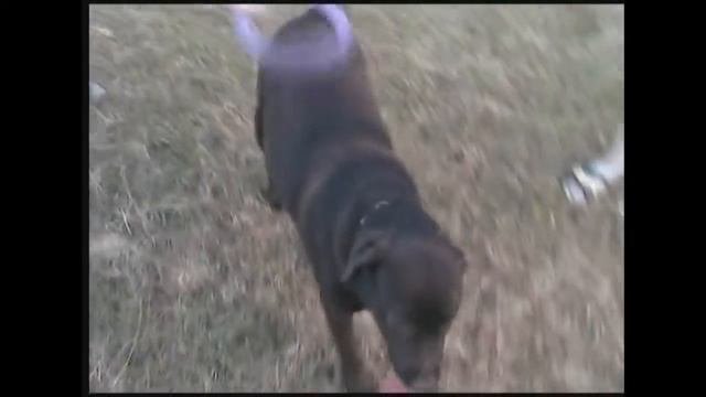 Cane Corso And Labrador