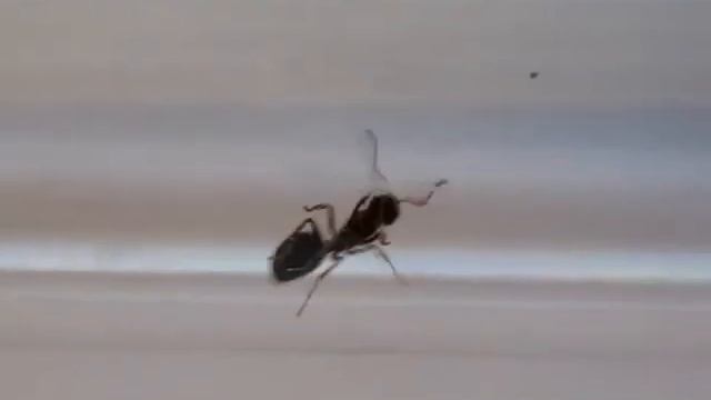 Dolichoderus quadripunctatus